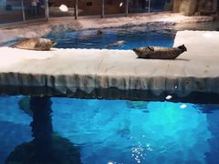 -海洋公园海洋列车－海滨站