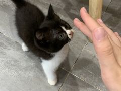 -楼上猫咖(罗湖店)