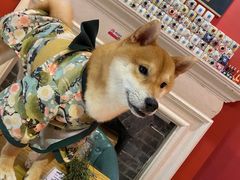 -猫色咖啡·猫咖