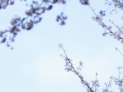 -武汉大学-樱园