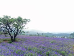 iphone_upload_pic-紫云台香草园