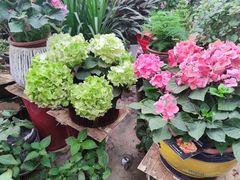 -秦美花卉(天朗·莱茵小城2期店)