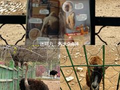 -大青山野生动物园