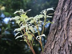 -春兰国宾馆(凤城河风景区老街店)