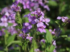 -苏家坨柳林村二月兰花海