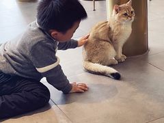 -飞行喵MR PILOT|猫舍·猫咖(静安大融城店)