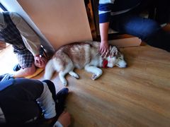 -Husky Go! 哈士奇体验馆·宠物咖啡厅狗咖