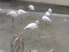 -成都动物园