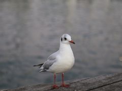 -小巴塞罗那海滩
