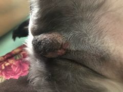 -纳吉亚猫专科动物医院博雅分院