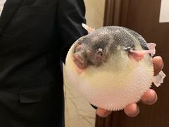 -肆月河豚·新淮扬(金融街店)