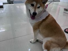 -全心全意连锁动物医院·微创中心·内科急重症·心脏专科(丰管路店)