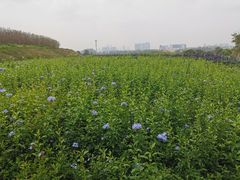 -光明小镇欢乐田园