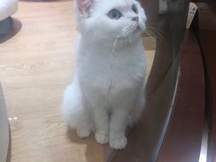 -1013 PET SHOP精品宠物商店(丁香店)