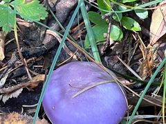 -峡谷浮石林景区