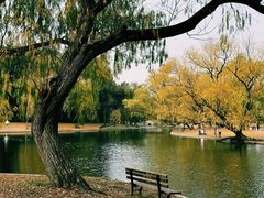 -上海共青森林公园