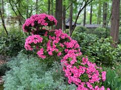 -上海共青森林公园