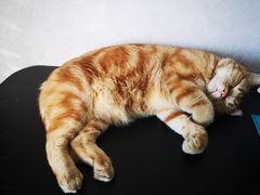 -纳吉亚猫专科动物医院·北北分院