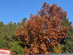 -遵化市禅林寺古银杏风景园
