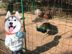 -西双版纳融创皇冠假日度假酒店