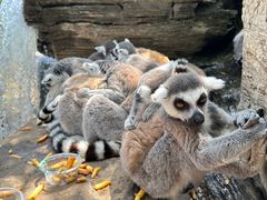 -秦皇岛野生动物园