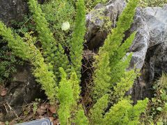 -东莞植物园