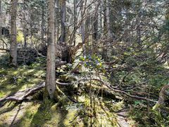 -黄龙山原始森林景区