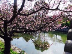 -南汇桃花村