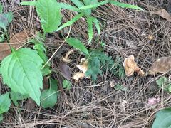 -铁山坪森林公园