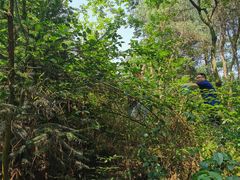 -铁山坪森林公园