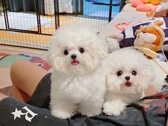 -萌宠之家·腊肠犬·马尔泰·小体犬舍