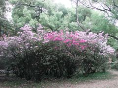 -中山大学学者灵芝(园南路店)