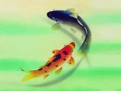 -济宁游泳馆