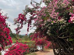-中国科学院西双版纳热带植物园