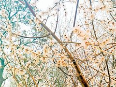 -桃花堤公园