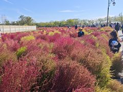 -天津东丽湖风景区
