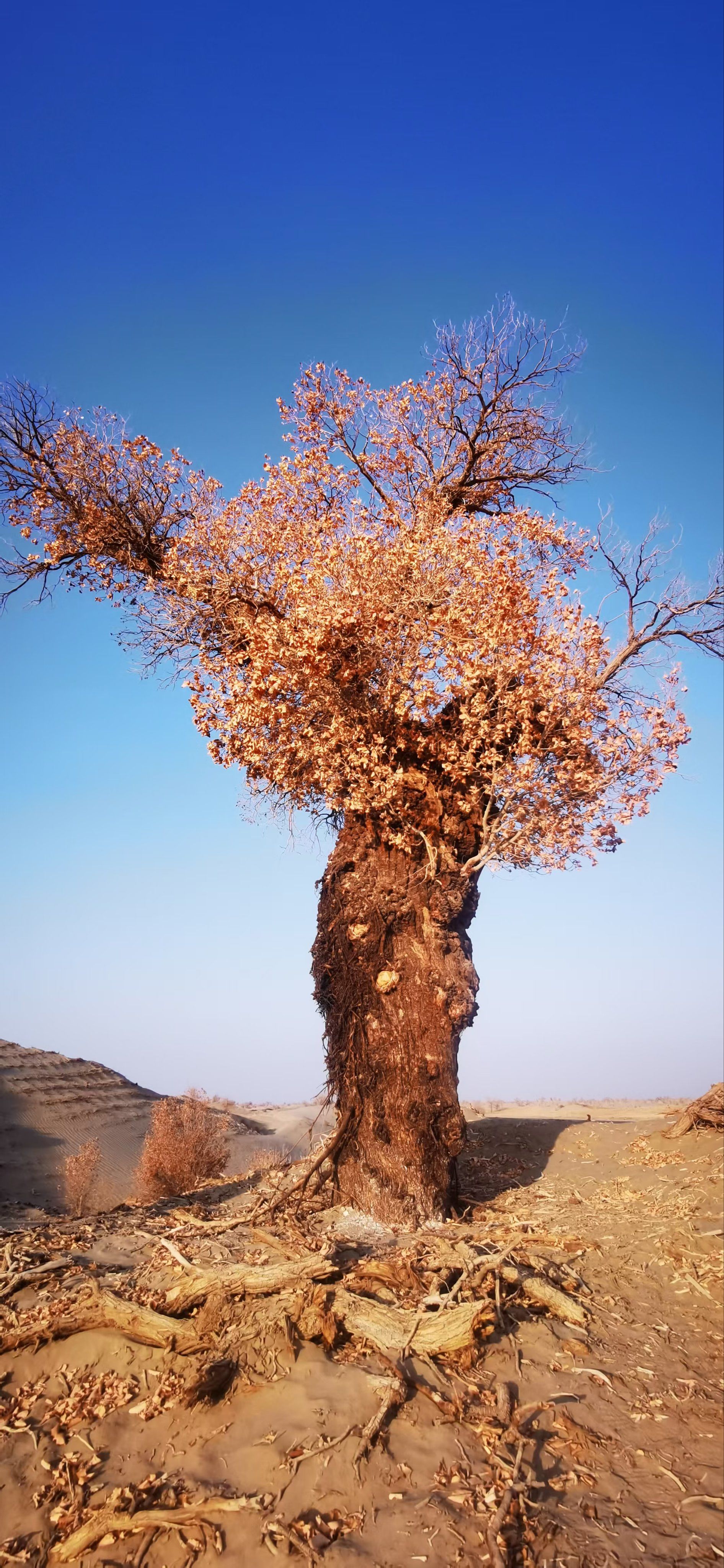沙漠胡杨和落日!