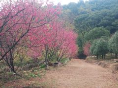 -福清灵石山国家森林公园