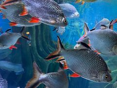 -上海海洋水族馆