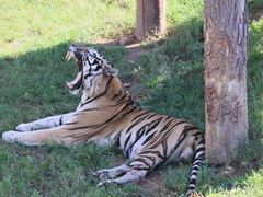 -西霞口神雕山野生动物世界