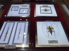 -上海昆虫博物馆