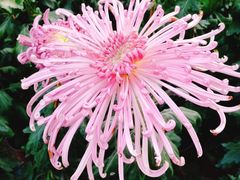 -上海市龙华烈士陵园