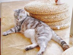 -Catmate·猫肥家润(金润铂宫店)