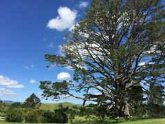 Hobbiton&nbsp;Movie&nbsp;Set&nbsp;Tours-霍比特人村
