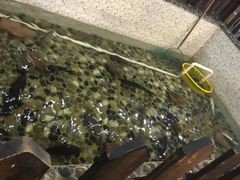 -白洋淀灶台鱼(名佳花园店)