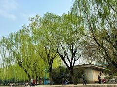 -团结湖公园