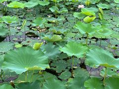 -嘉北郊野公园