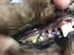 -宠福鑫康馨动物医院·骨科·眼科