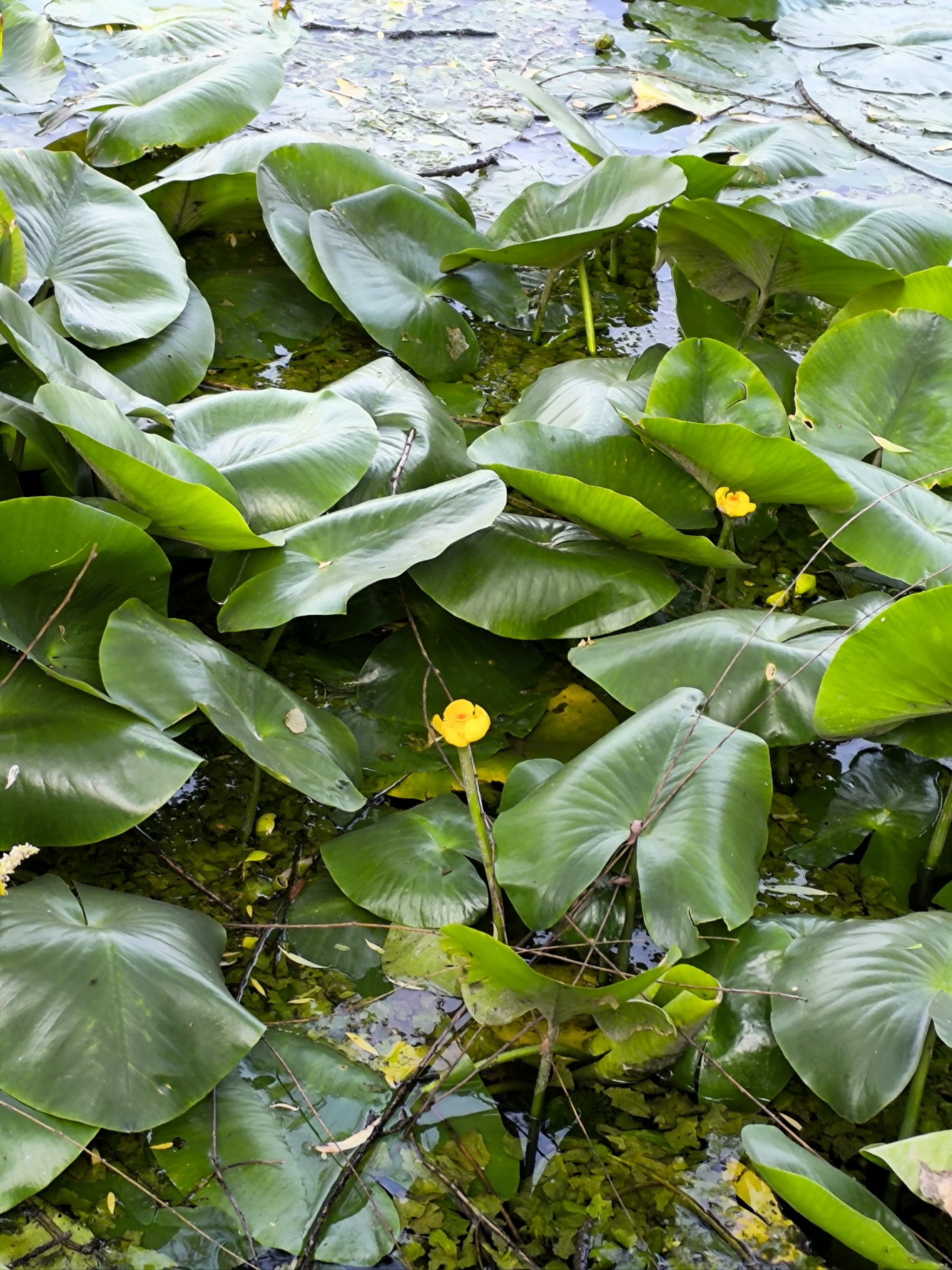 萍蓬草花照片图片