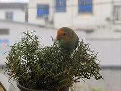 -吉丁鸟咖·异宠·寄养